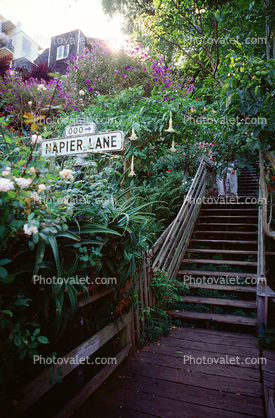 Napier Lane, Filbert Street Steps, Telegraph Hill, Staircase, Stairs, Jungle