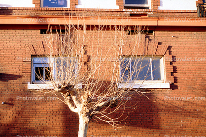 Bare tree, building, detail