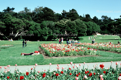 flowers, garden, lawn, trees, Conservatory Of Flowers, March 1980, 1980s