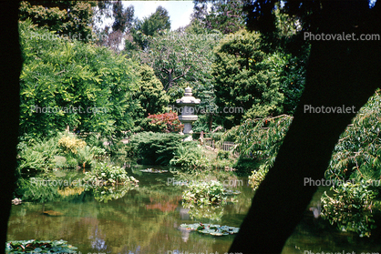 Pond, water, July 1963, 1960s
