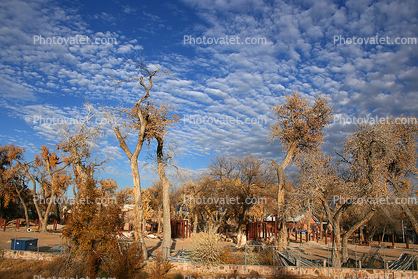 Clouds, Trees, along the Rio Grande River, Albuquerque