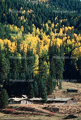 Aspen Trees, Forest, Ranch House, Homes