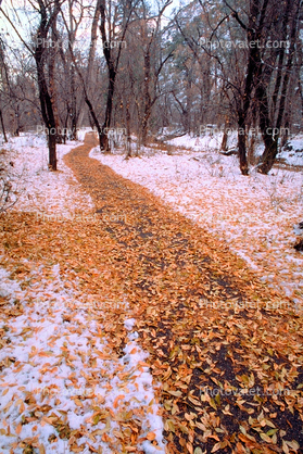 Path, Walkway, woods