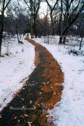 Path, Walkway, woods