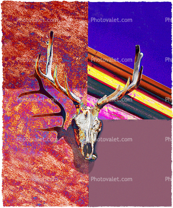 Skulls, Antlers, Cattle, Deer, Buck, Paintography