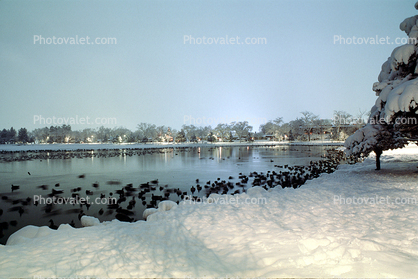 Lake, water, ducks, cold, ice, snow