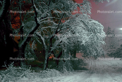 Trees Covered in Snow, snow storm, Nighttime, winter, street