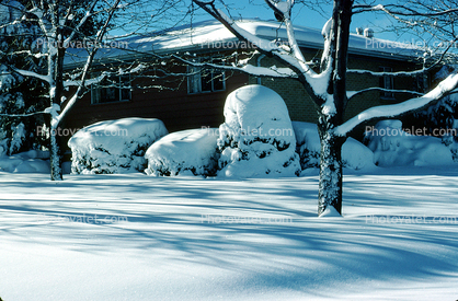 Cold Winter Trees, snow, ice, Wheat Ridge, Home, House, domestic, building