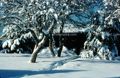 trees, snow, path, Home, House, domestic, building, Wheat Ridge