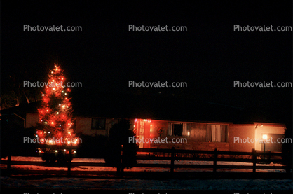Christmas Tree, Home, House, Wheat Ridge, Colorado, domestic, building