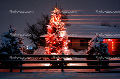 Christmas Tree, Lights, cold, Home, House, domestic, building, Wheat Ridge, Colorado