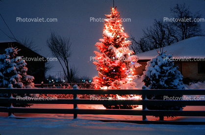 Christmas Tree, Lights, cold, Home, House, domestic, building, Wheat Ridge, Colorado