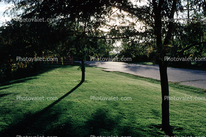 trees, frontyard, shadow, Home, House, domestic, building, Wheat Ridge