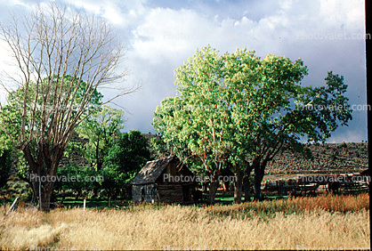 Log cabin, home, house, trees
