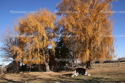 Trees, Autumn, Joseph City