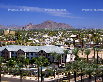 Buildings, Palm Trees, Street, homes