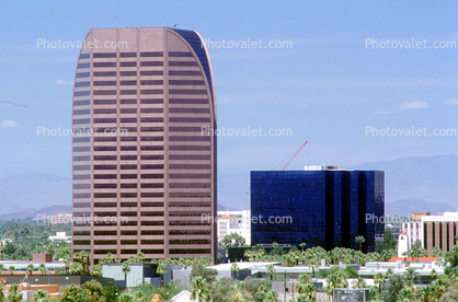 palm trees, downtown, highrise, buildings