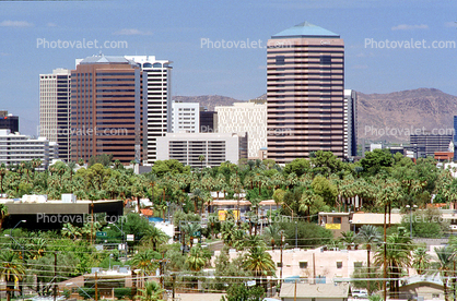 palm trees, downtown , Cityscape
