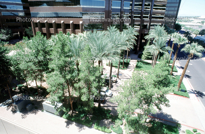 Downtown building, Palm trees