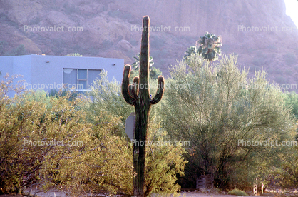 Saguaro Cactus at Camelback Mountain