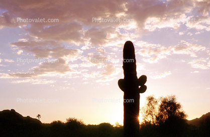 Cactus at Camelback Mountain