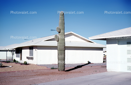 home, single family dwelling unit, house, Building, domestic, domicile, residency, housing, Phoenix, March 1978, 1970s