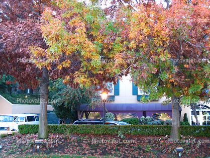 Apartment Complex, Autumn, Fall Colors, 30 October 2005