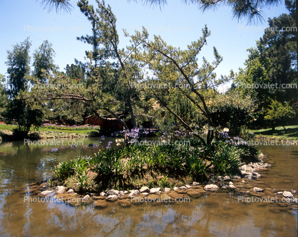 Pond, Lake water, trees, 3 July 2005