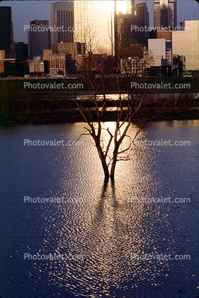Dallas Skyline, buildings, Trinity River, Tree Reflection, 23 March 1993