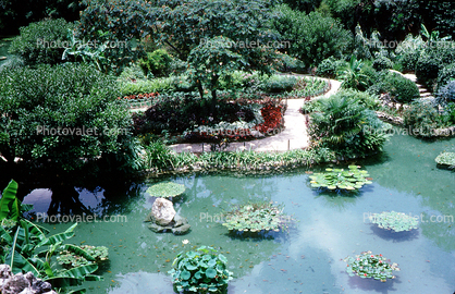 Water Lily, Garden, Pond, Path, June 1972, 1970s
