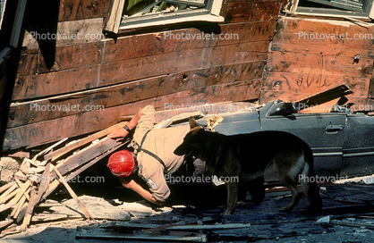 Cadaver Dog, German Shepard, Search and Rescue, Crushed Car, Collapsed House, Marina district, Loma Prieta Earthquake (1989), 1980s