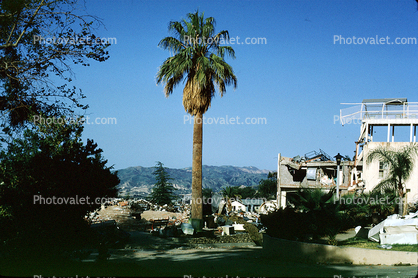 Building Collapse, Palm Tree, 1971 San Fernando Valley Earthquake