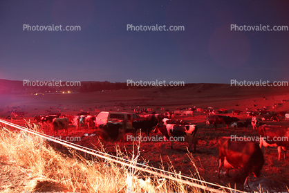 Cows in the Night, Sonoma County