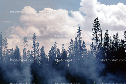 Trees, Forest Fire, Clouds