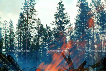 Trees, Forest Fire, Flames