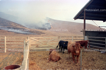 Cows, Cattle, Malibu Fire, California, grass fire, wildfire, Wild land Fire