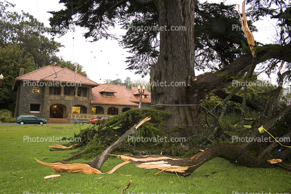 Felled Tree, Mclaren Lodge
