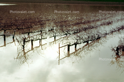 Rows of Vineyards, 14 January 1995