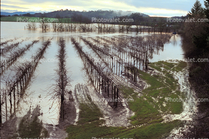 Flooded Vineyard, Rows, 15 January 1995