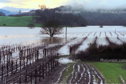 Flooded Rows of Vineyards, Sonoma County, 15 January 1995