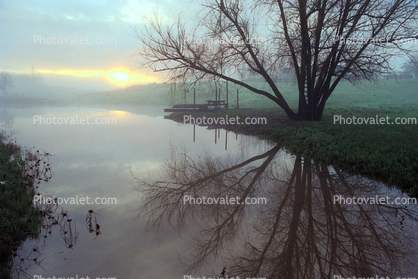 Flooded Rows of Vineyards, flood, Sonoma County, 15 January 1995