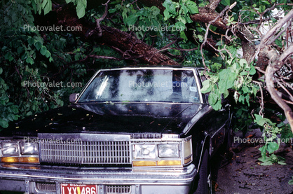 Fallen Tree, Cadillac