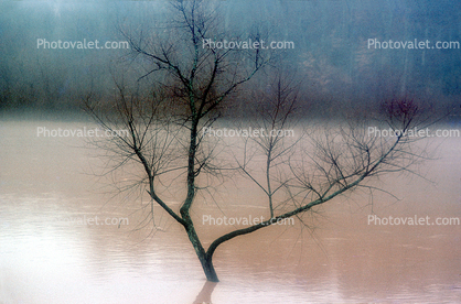 Lone Bare Tree in a River Flood