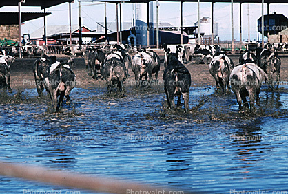 Cows, Cattle, Northern California, Beef Cows
