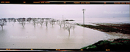 Flooded Orchard, trees, Northern California