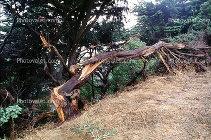 Uprooted Trees, roots, Fallen Tree, branches