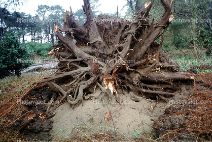 tree, felled, fallen, down, downed, root system, Uprooted Trees, Fallen Tree, branches