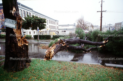 Fallen Tree, branches, lawn