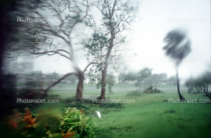 Fallen Tree, branches, lawn, Hurricane Francis, 2004