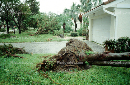 Fallen Tree, branches, lawn, home, house, garage, Hurricane Francis, 2004